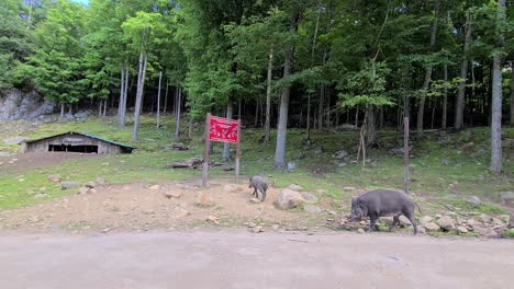 wild boar walking along a roadway near a forest and a partially underground abandoned barn