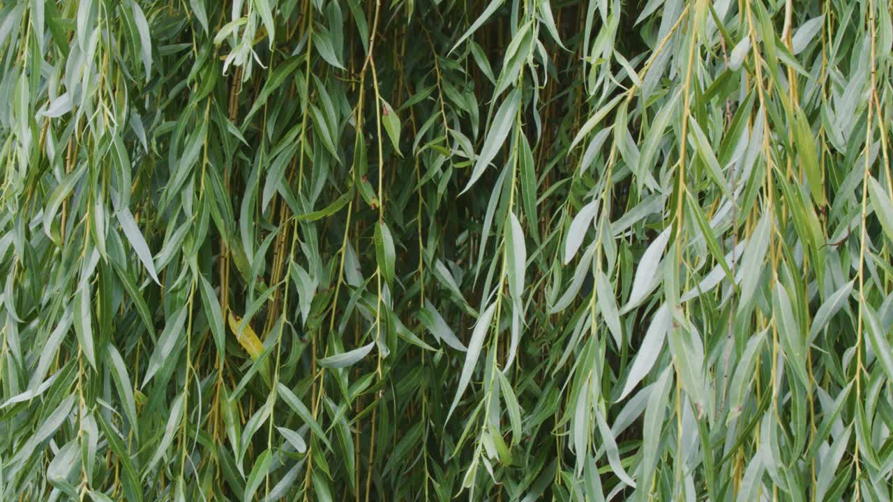 Close-up of green willow leaves gently swaying in daylight, creating a tranquil, calming scene