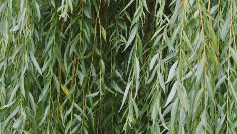 close-up of green willow leaves gently swaying in daylight, creating a tranquil, calming scene