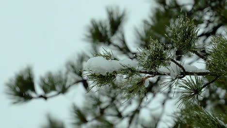 Snow falling on and around beach-side,White Pine evergreen trees, during a winter day in Maine