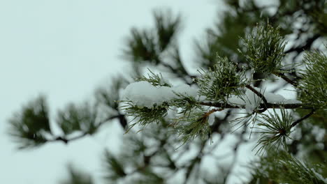 在缅因州一个冬天的白松常青树上和周围的海<unk>上下雪