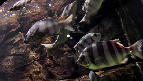 fish at kamon aquarium, japan