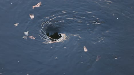 a whirlpool forming and moving debris in water