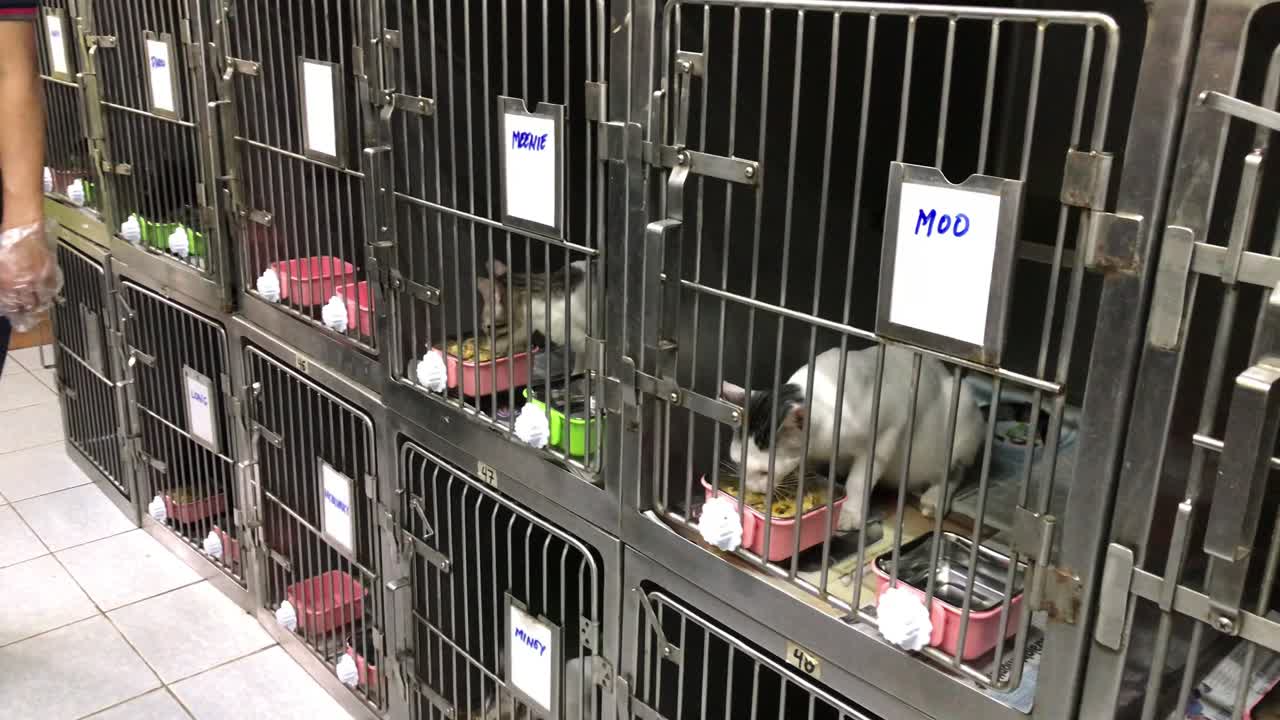 Rescued cats feeding inside their cages in an animal shelter