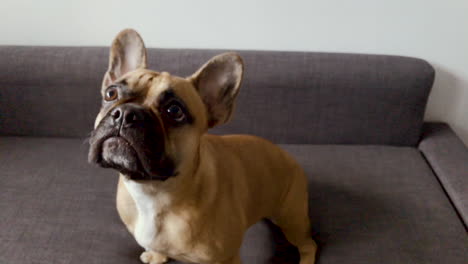 French-bulldog-face-close-up