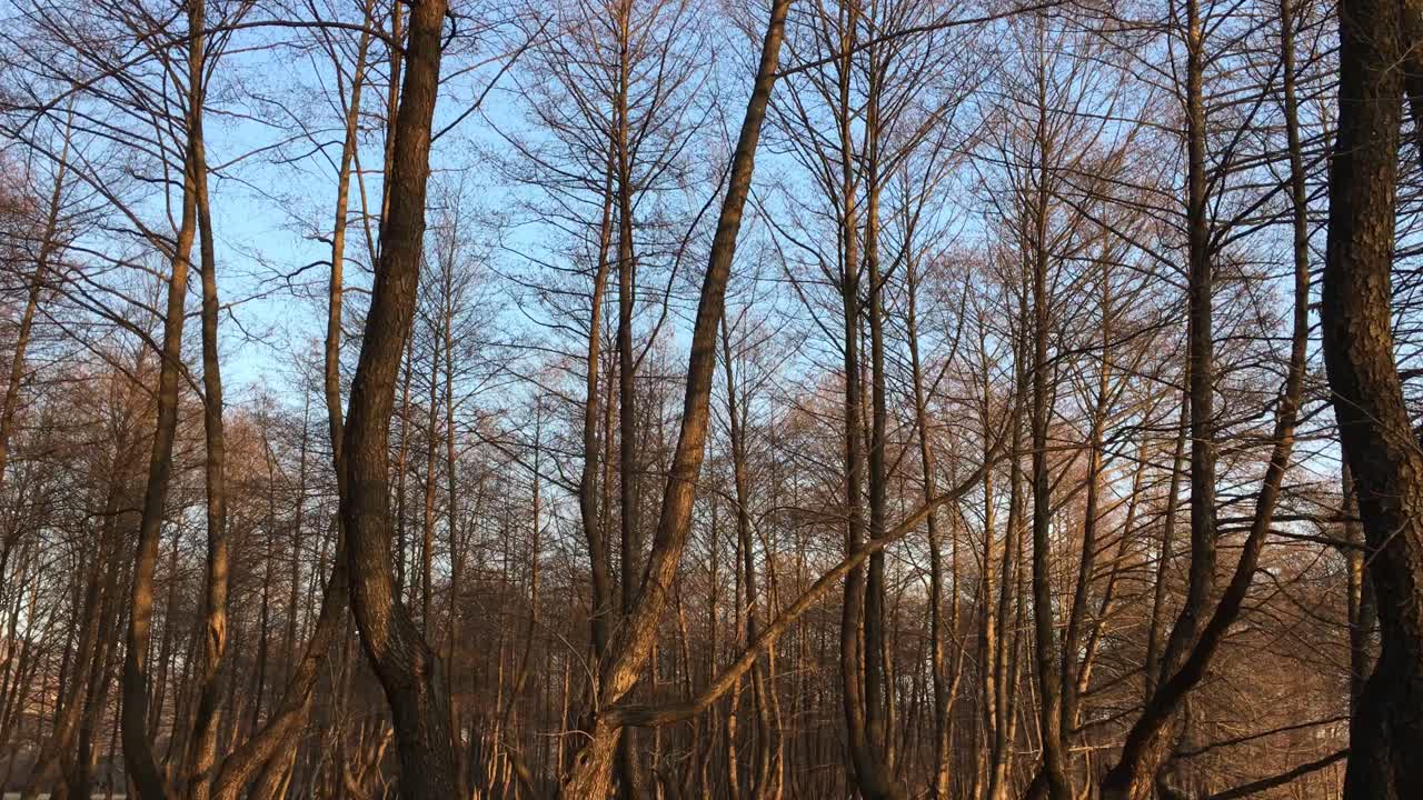 이른 봄 시즌, 일몰에서 오는 아름다운 빛과 함께 숲길을 걷다