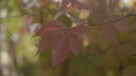 Close-up-of-red-and-orange-autumn-leaves-in-warm-sunlight,-black-promist-filter-with-shallow-depth-of-field