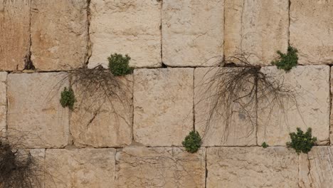 birds fly to the wailing wall during the panoramic move