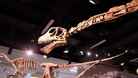 dinosaur skeleton displayed at melbourne museum exhibit