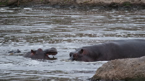 Ein-Amphibisches-Afrikanisches-Huftier-Mit-Nilpferd-über-Dem-Fluss