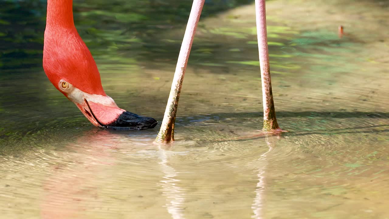 플라밍고 술을 마시는 것