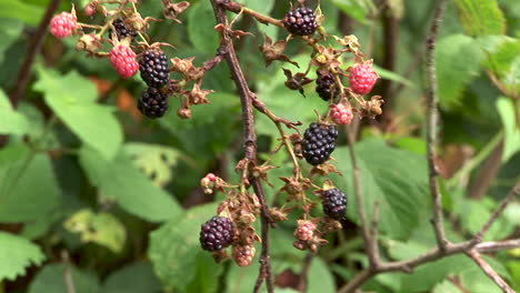 wild black berries on bushes