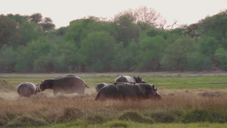 a pod of hippopotamus running at the savannah in botswana with green trees in the background - panning shot