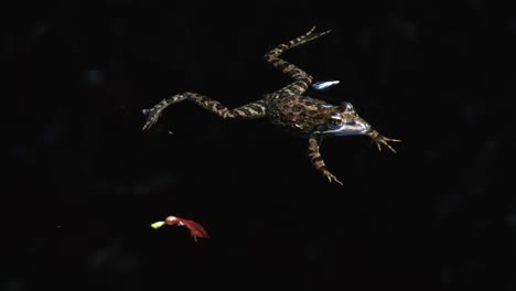 una hermosa rana marcada flotando en una piscina profunda y oscura en un arroyo, de cerca