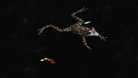 a beautiful marked frog floating in a deep dark pool in a stream, close up