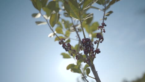 Planta-De-Yerba-Mate-Bailando-En-La-Brisa,-Sus-Semillas-Ahora-Rojas