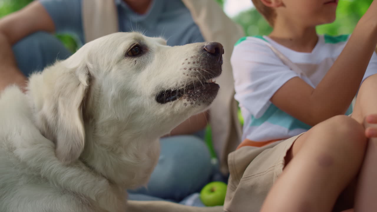 labrador blanco comiendo bocadillo de cerca. perro hambriento recibiendo comida en un picnic soleado