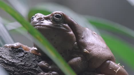 Close-Up-Of-White's-Tree-Frog-Resting-On-Brach-Among-Foliage