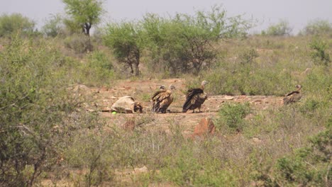 Buitre-Leonado-Del-Himalaya-Y-Buitres-Indios-En-Un-Cadáver-De-Vaca-En-Gwalior,-Madhya-Pradesh,-India