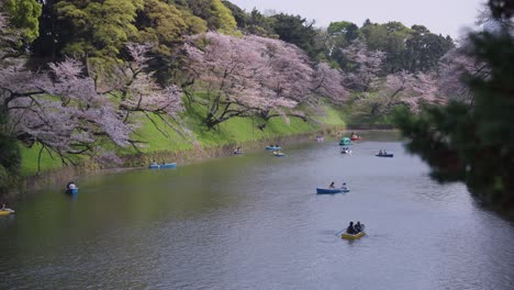 Spring-in-Tokyo,-Romantic-Boat-Ride-under-Sakura-Trees-in-Japan