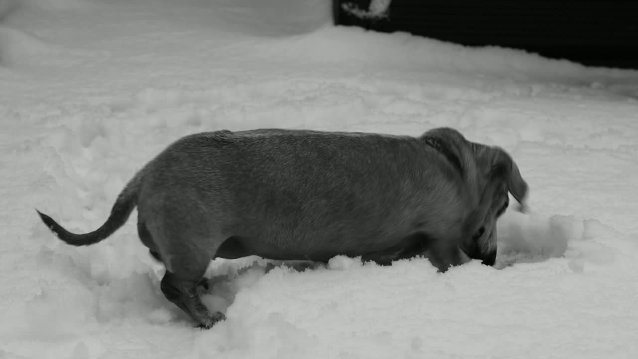 A Miniature Dachshund loving and enjoying digging in the snow, rarely seen or enjoyed