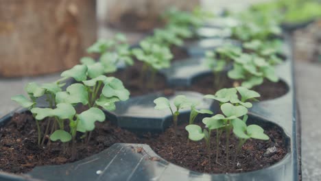 Kale-seedlings-sprouting-from-plastic-tray