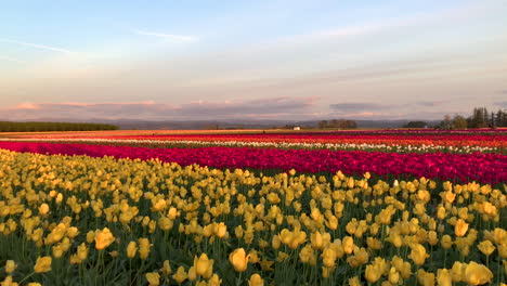 filas de coloridos tulipanes en una granja de tulipanes de oregon