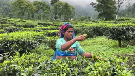 Una-Toma-Estática-De-Una-Pobre-Campesina-India-Recogiendo-Hojas-De-Té-Para-Las-Tradiciones-En-La-Mañana-Del-Amanecer-En-La-Naturaleza-De-Las-Plantaciones-De-Té-En-India