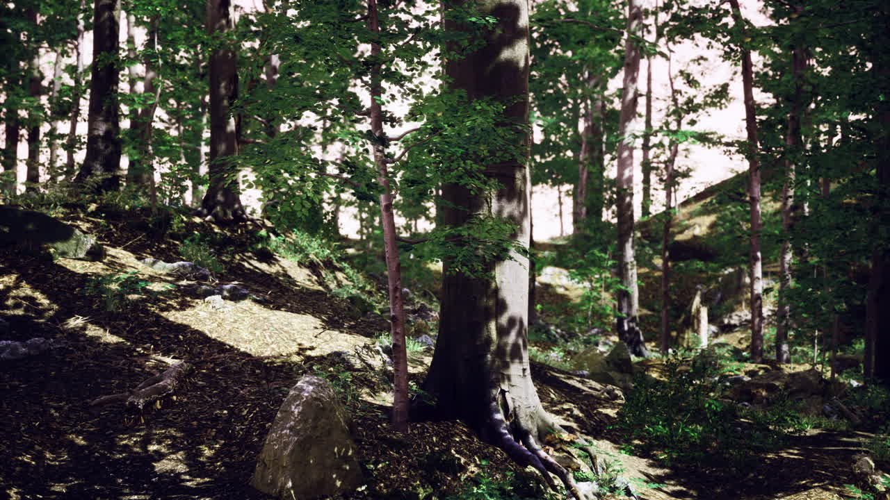 Sunlight filters through trees in a lush forest landscape