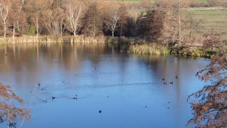 Actividad-De-Las-Aves-En-Un-Lago-Tranquilo-En-Pleno-Invierno