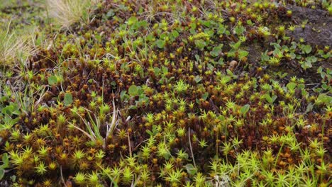 close-up of arctic moss and lichen