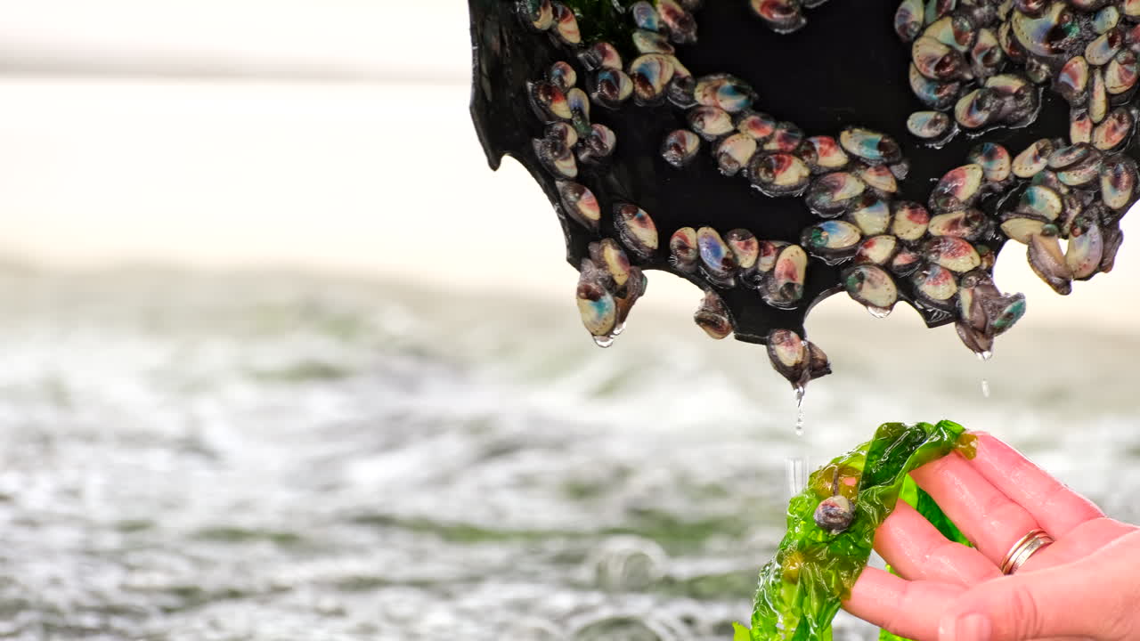 Person removes cone from tank revealing juvenile abalone spat moving around