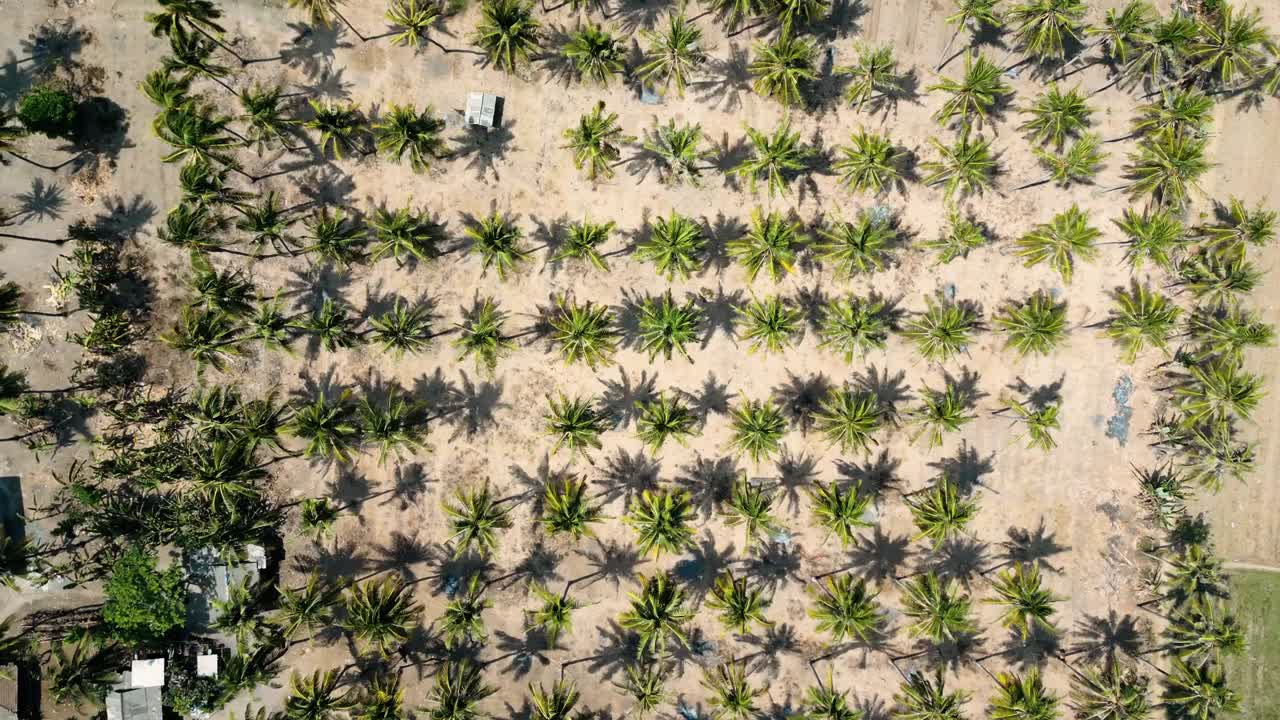 vista de drones de palmeras en una playa tropical en indonesia