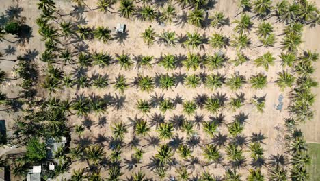 Vista-De-Drones-De-Palmeras-En-Una-Playa-Tropical-En-Indonesia