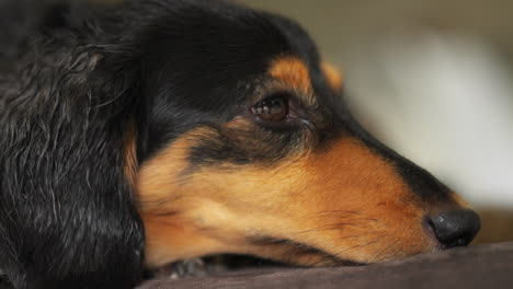 cute dachshund sausage dog resting on a brown sofa