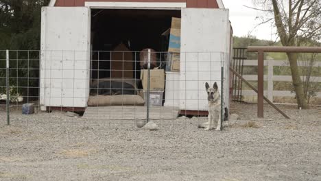 Deutscher-Schäferhund-Gelangweilt-Und-Wartend