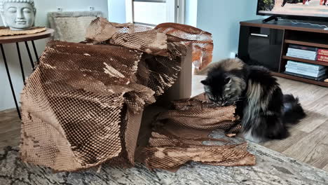 maine coon cat interacting with crumpled brown packing paper inside room.