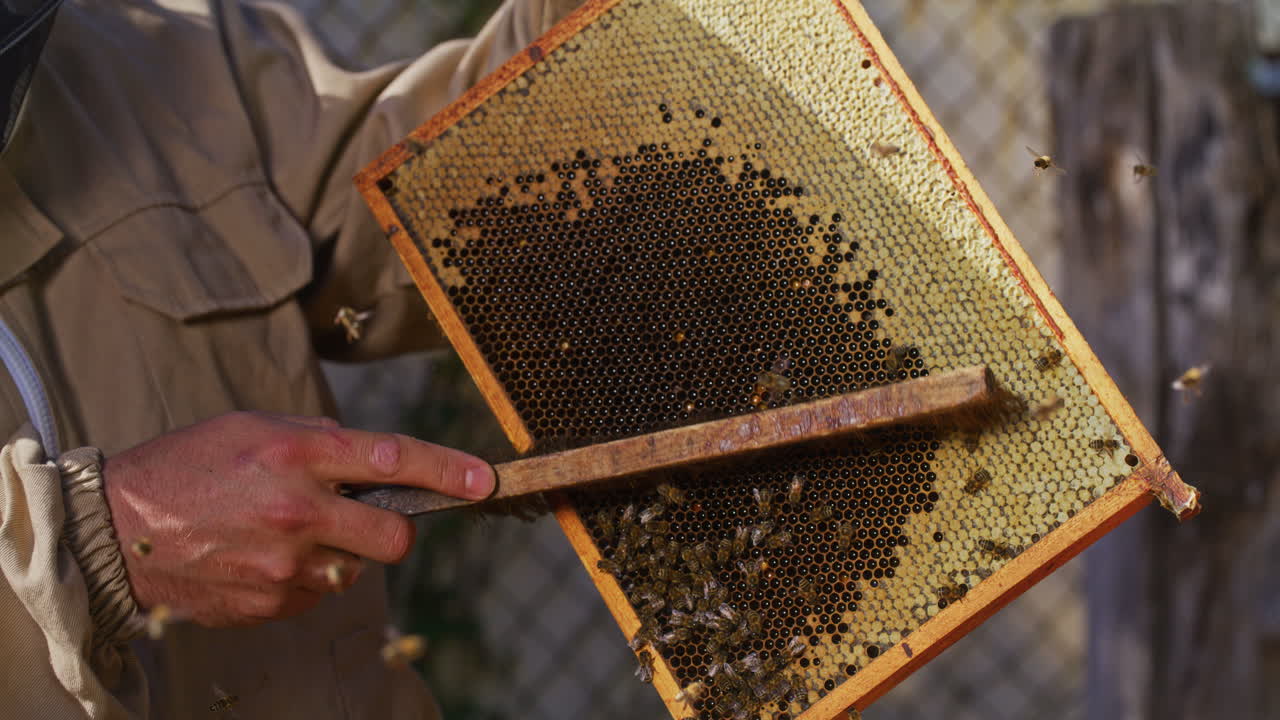 PRIMO PIANO DI UN APICOLTORE CHE SPAZZA IL FAVO