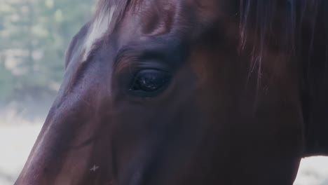 serene horse with expressive eyes gently turning its head in slow motion. face closeup with flies buzzing around. tranquil countryside setting.