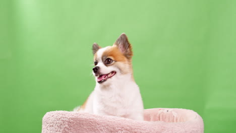 Close-up-video-of-a-little,-amusing,-and-energetic-tiny-fawn-and-white-colored-dog,-puppy,-sitting-on-a-pink-cotton-rug-against-a-green-background