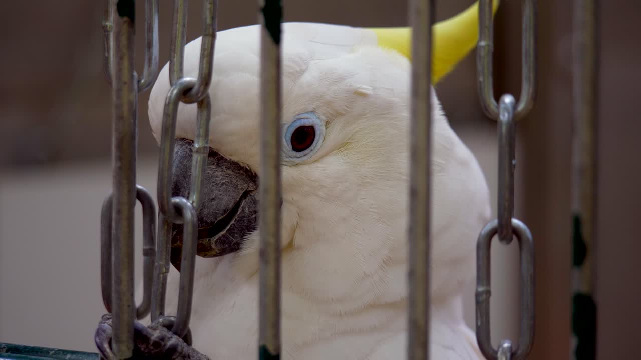 Macro inquadratura di un grazioso pappagallo cacatua bianco che riposa in una gabbia d'acciaio durante una giornata di sole all'aperto.