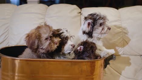 a copper basket with some cute puppies stands on the couch in the living room.