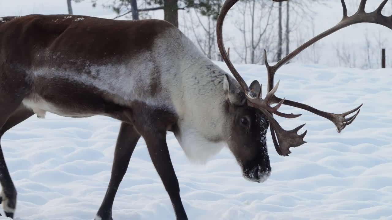 ein bull-wald-caribou mit hohen geweißen weidet im eisigen winterschnee von yukon. diese nahaufnahme fängt seine größe und stärke gegen das unversöhnliche nördliche klima ein.