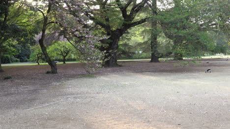 Wind-Weht-Sakura-Blütenblätter-Auf-Dem-Boden