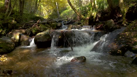 detail of a crystalline stream running through the green forest in daylight at bistriski vintgar slovenia