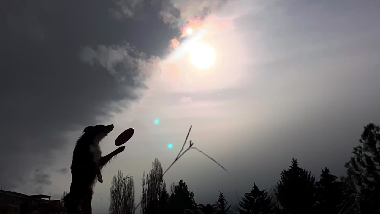 개는 공중에서 프리스비를 잡으려고 하지만 놓친다