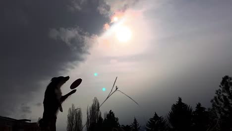 dog tries to catch frisbee in air but misses