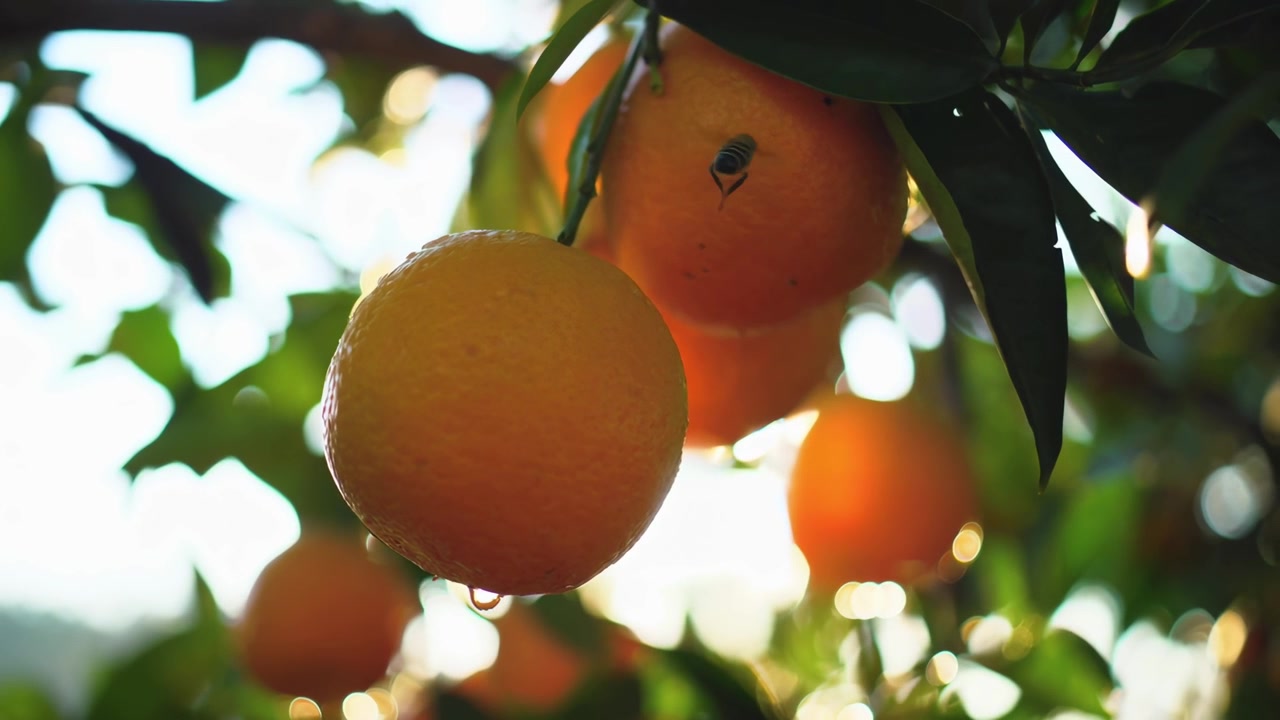 Arance fresche appese a un ramo d'albero alla luce del sole