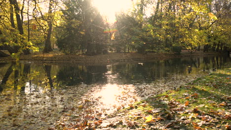 bright sunlight passing through trees at oliwski park reflecting in the waters of duck pond