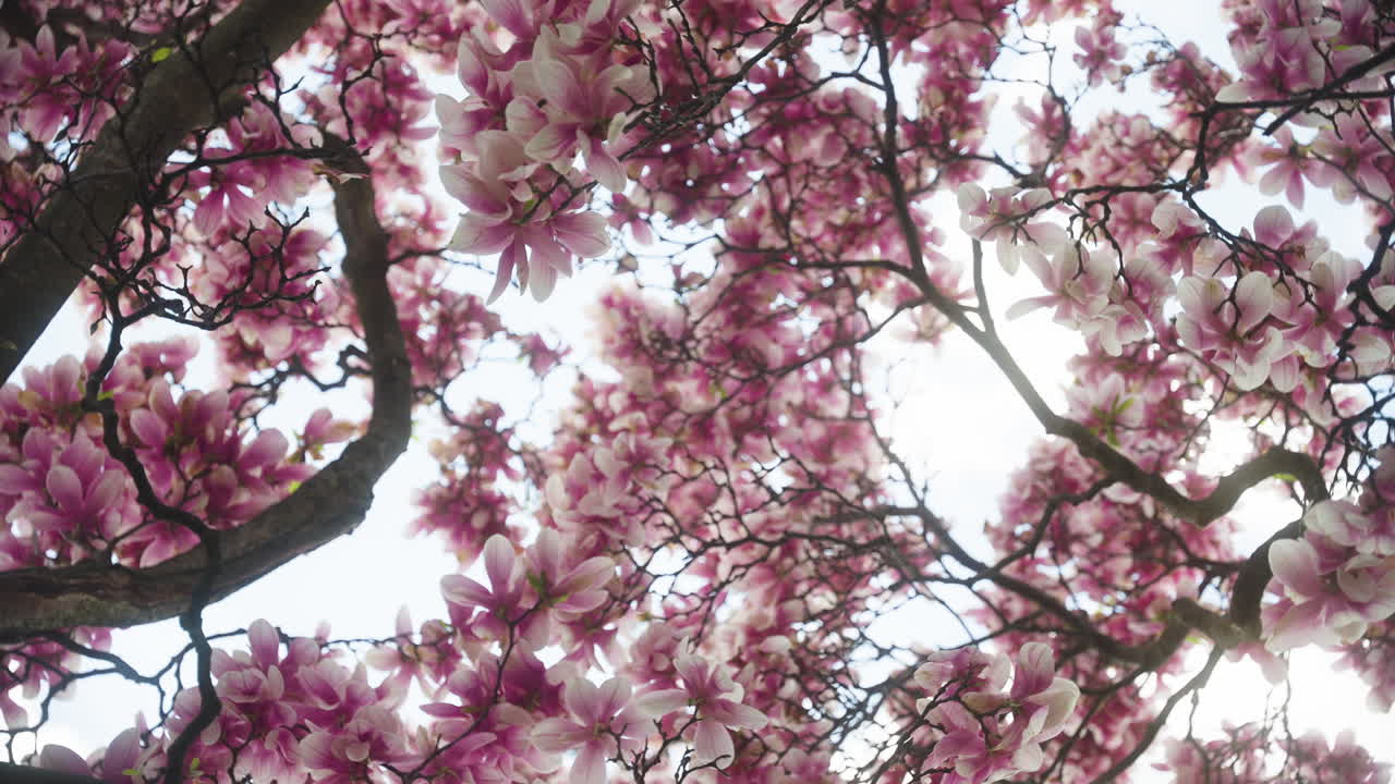 Magnolia Trees With Pink Flowers In Full Bloom. - low angle shot